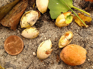 Las semillas de una hembra Ginkgo Biloba
